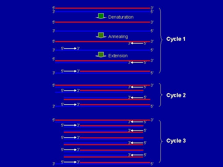 5’ 3’ 3’ 5’ Denaturation 5’ 3’ 3’ 5’ Annealing 5’ 3’ 3’ 5’