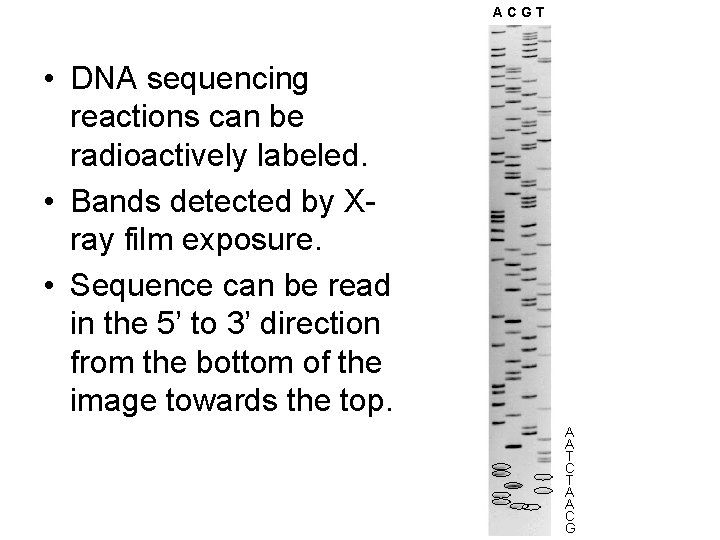 ACGT • DNA sequencing reactions can be radioactively labeled. • Bands detected by Xray