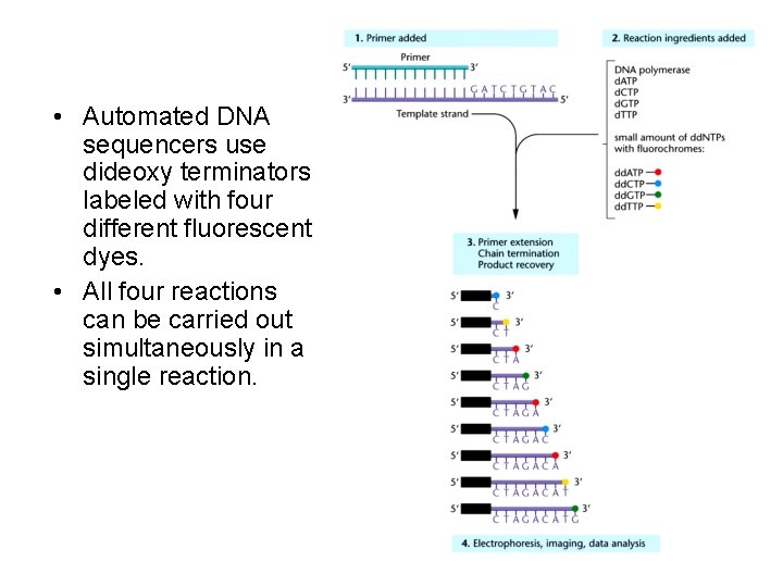  • Automated DNA sequencers use dideoxy terminators labeled with four different fluorescent dyes.