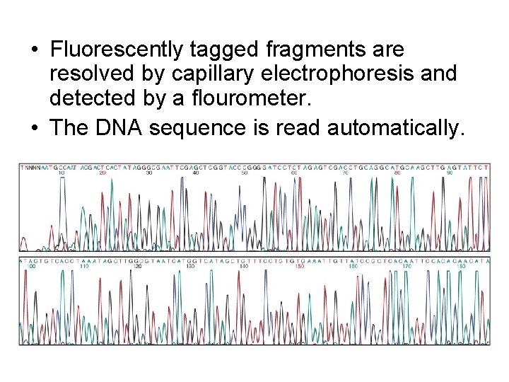  • Fluorescently tagged fragments are resolved by capillary electrophoresis and detected by a