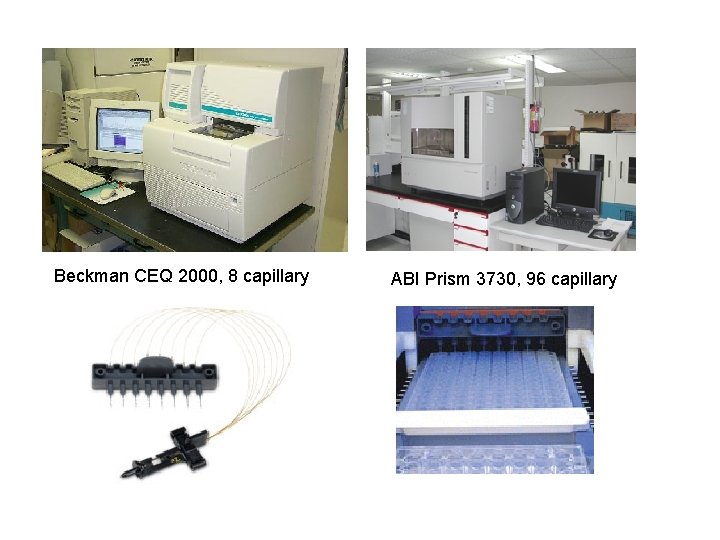 Beckman CEQ 2000, 8 capillary ABI Prism 3730, 96 capillary 