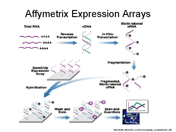 Affymetrix Expression Arrays http: //www. affymetrix. com/technology/ge_analysis/index. affx 