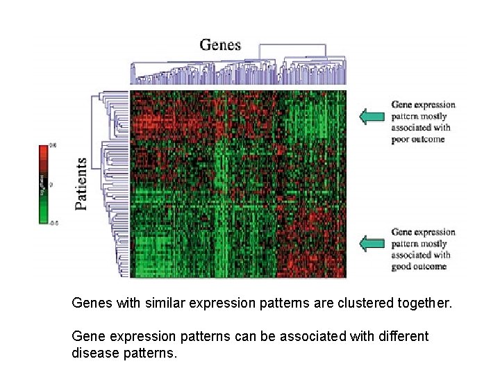 Genes with similar expression patterns are clustered together. Gene expression patterns can be associated