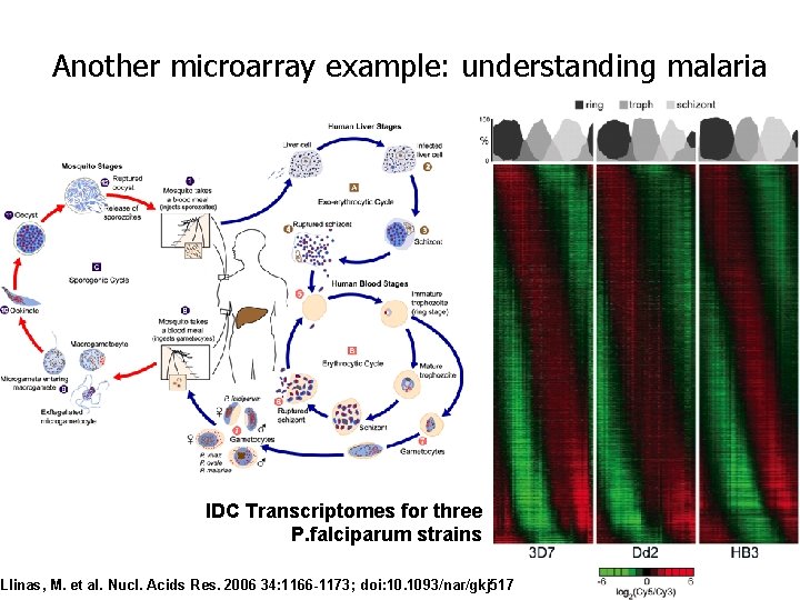 Another microarray example: understanding malaria IDC Transcriptomes for three P. falciparum strains Llinas, M.