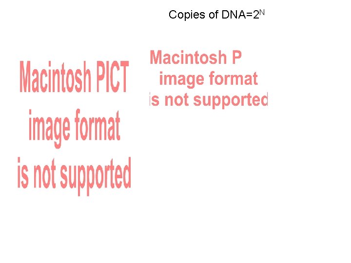 Copies of DNA=2 N 