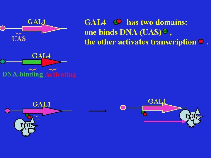 GAL 4 has two domains: one binds DNA (UAS) , the other activates transcription