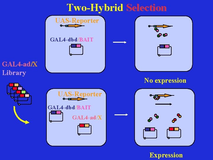 Two-Hybrid Selection UAS-Reporter GAL 4 -dbd/BAIT GAL 4 -ad/X Library No expression UAS-Reporter GAL