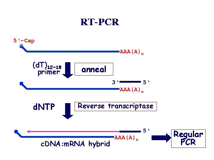 RT-PCR 5‘-Cap m. RNA (d. T)12~18 primer AAA(A)n anneal 3‘ 5‘ AAA(A)n d. NTP