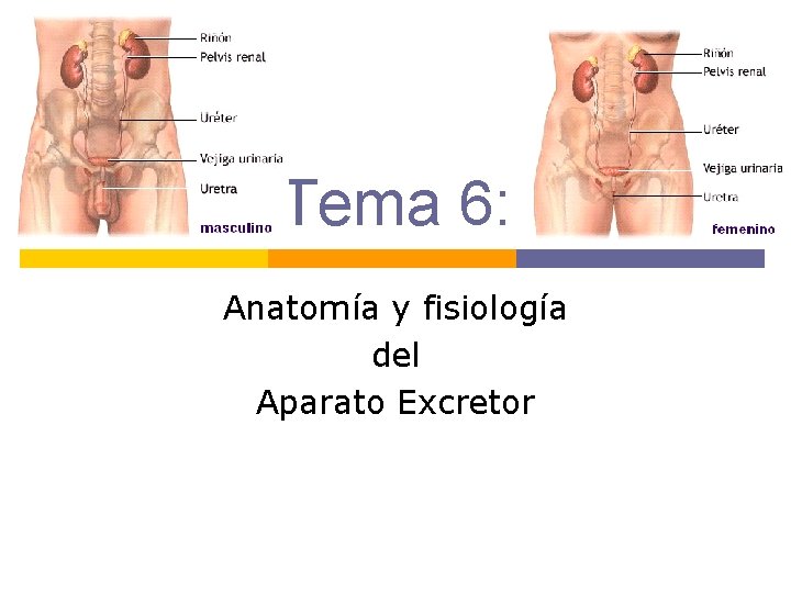 Tema 6: Anatomía y fisiología del Aparato Excretor Tema 6: Anatomía y fisiología del Aparato Excretor