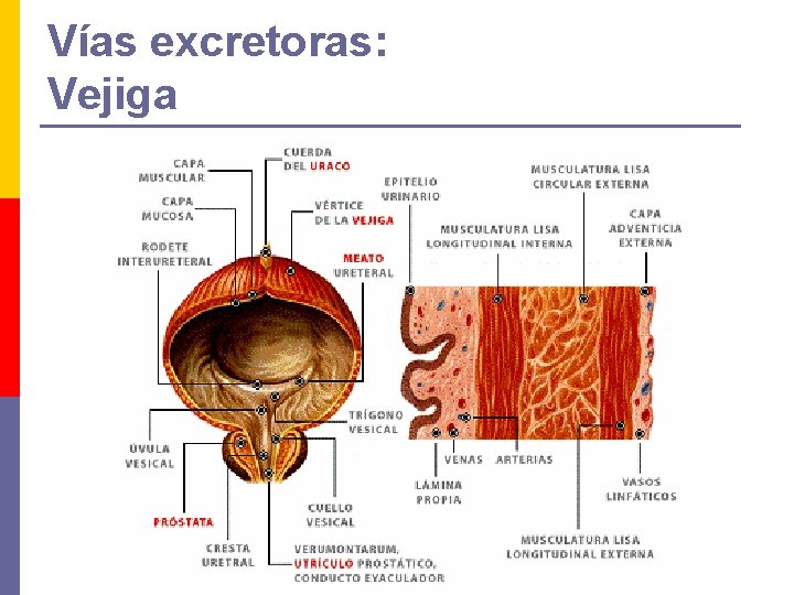 Vías excretoras: Vejiga 