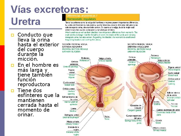 Vías excretoras: Uretra p p p Conducto que lleva la orina hasta el exterior