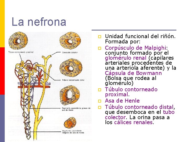 La nefrona p p p Unidad funcional del riñón. Formada por: Corpúsculo de Malpighi: