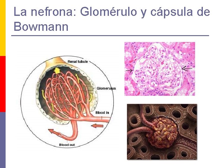La nefrona: Glomérulo y cápsula de Bowmann La nefrona: Glomérulo y cápsula de Bowmann