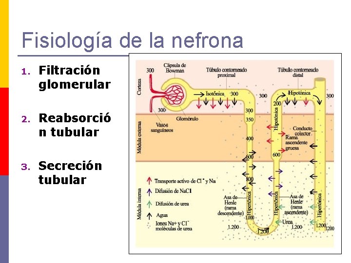 Fisiología de la nefrona 1. Filtración glomerular 2. Reabsorció n tubular 3. Secreción tubular