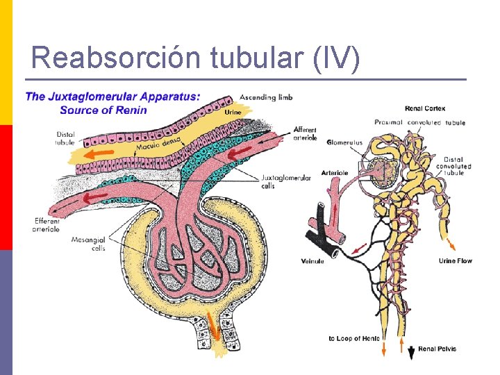 Reabsorción tubular (IV) 