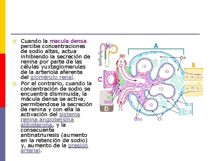 p p Cuando la macula densa percibe concentraciones de sodio altas, actua inhibiendo la