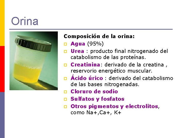 Orina Composición de la orina: p Agua (95%) p Urea : producto final nitrogenado