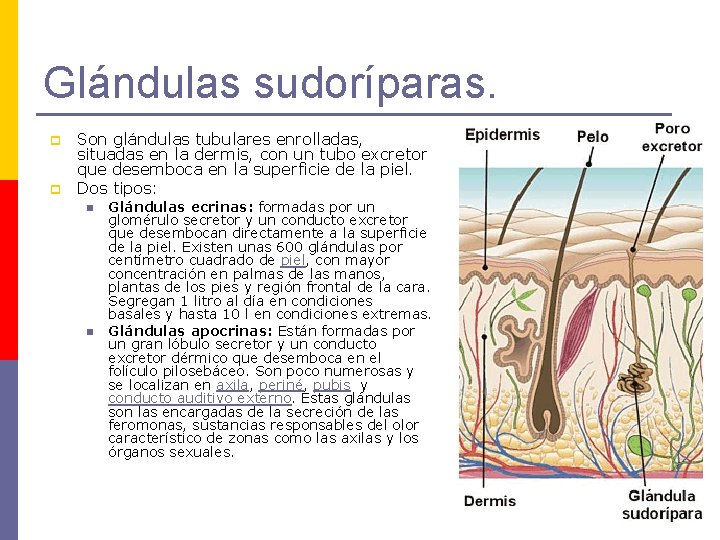 Glándulas sudoríparas. p p Son glándulas tubulares enrolladas, situadas en la dermis, con un