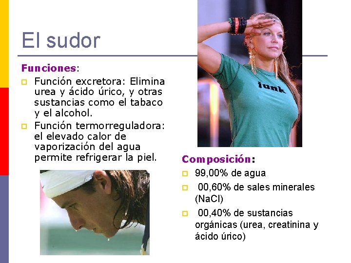 El sudor Funciones: p Función excretora: Elimina urea y ácido úrico, y otras sustancias