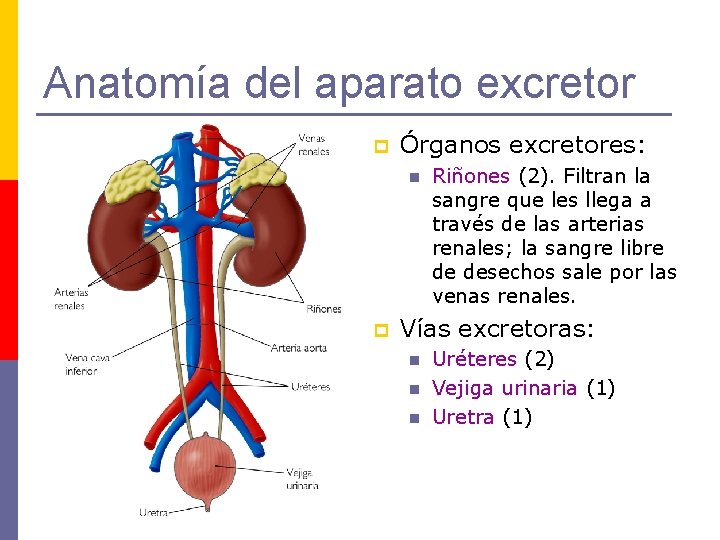 Anatomía del aparato excretor p Órganos excretores: n p Riñones (2). Filtran la sangre