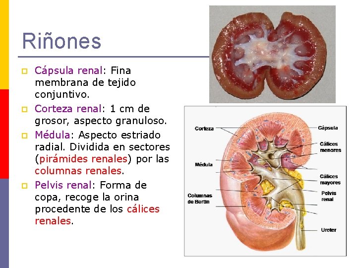 Riñones p p Cápsula renal: Fina membrana de tejido conjuntivo. Corteza renal: 1 cm