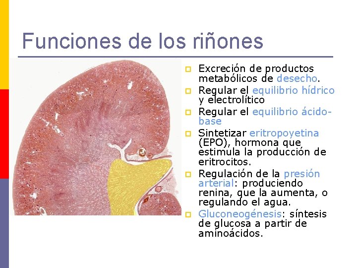 Funciones de los riñones p p p Excreción de productos metabólicos de desecho. Regular