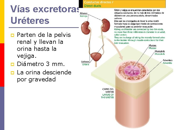 Vías excretoras: Uréteres p p p Parten de la pelvis renal y llevan la