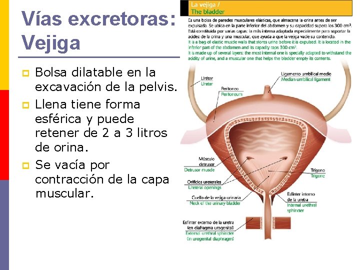 Vías excretoras: Vejiga p p p Bolsa dilatable en la excavación de la pelvis.