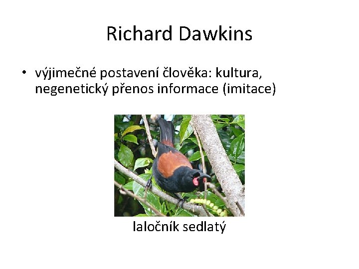 Richard Dawkins • výjimečné postavení člověka: kultura, negenetický přenos informace (imitace) laločník sedlatý 