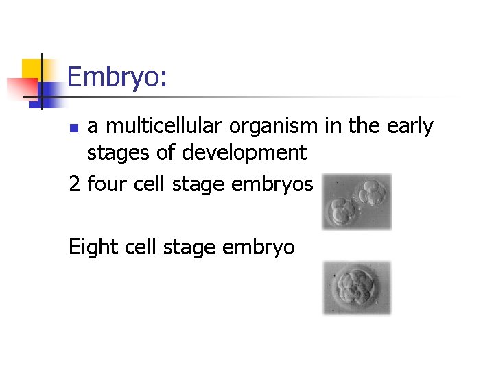 Embryo: a multicellular organism in the early stages of development 2 four cell stage