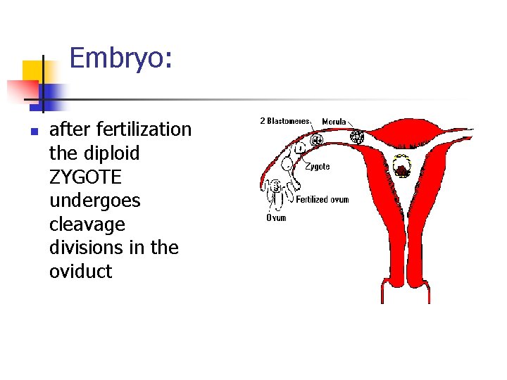 Embryo: n after fertilization the diploid ZYGOTE undergoes cleavage divisions in the oviduct 