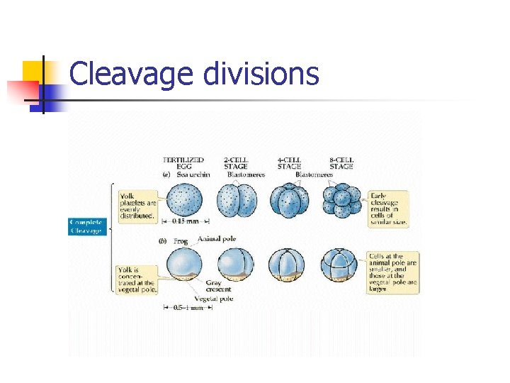 Cleavage divisions 