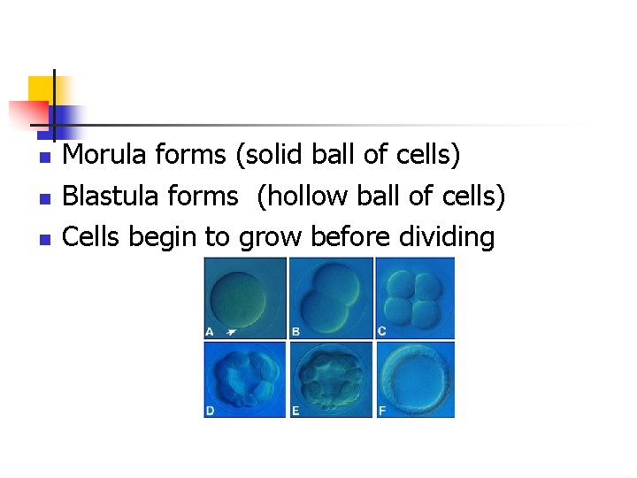 n n n Morula forms (solid ball of cells) Blastula forms (hollow ball of