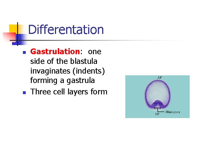 Differentation n n Gastrulation: one side of the blastula invaginates (indents) forming a gastrula