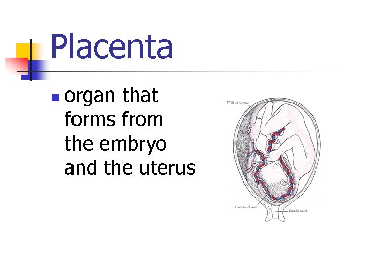 Placenta n organ that forms from the embryo and the uterus 