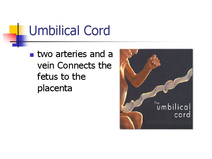 Umbilical Cord n two arteries and a vein Connects the fetus to the placenta