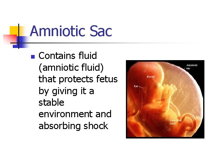 Amniotic Sac n Contains fluid (amniotic fluid) that protects fetus by giving it a