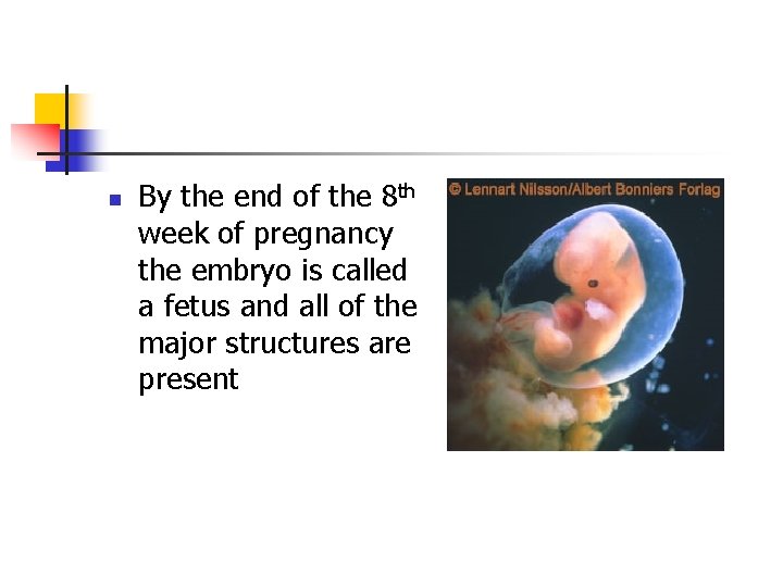 n By the end of the 8 th week of pregnancy the embryo is