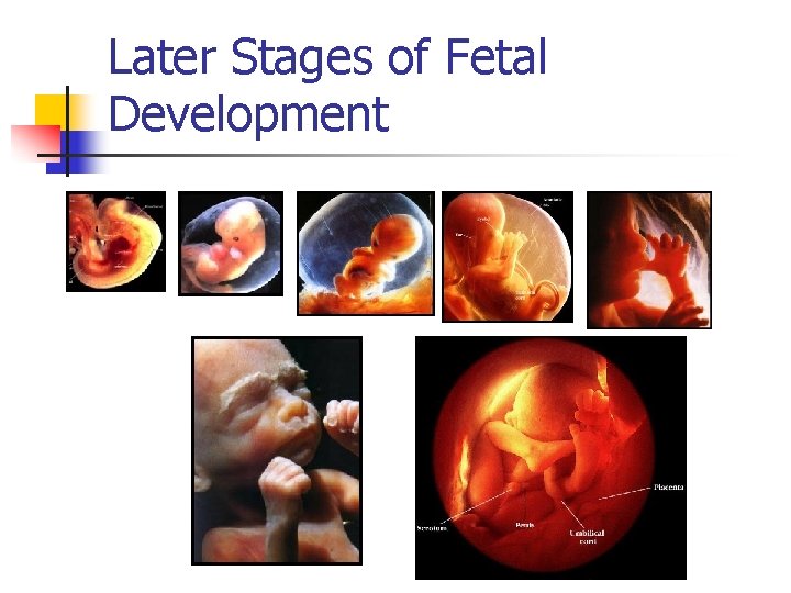 Later Stages of Fetal Development 
