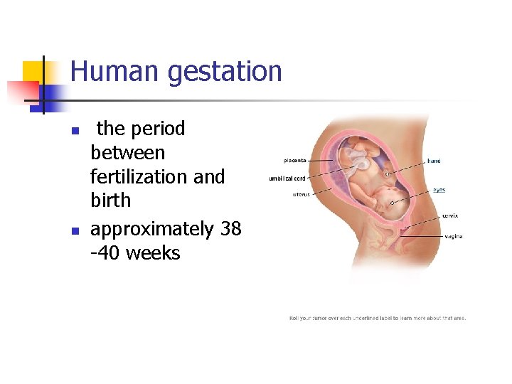 Human gestation n n the period between fertilization and birth approximately 38 -40 weeks