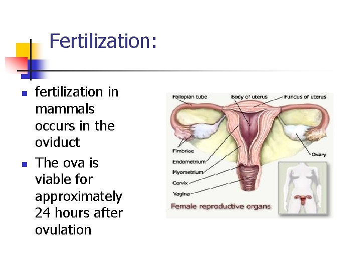 Fertilization: n n fertilization in mammals occurs in the oviduct The ova is viable