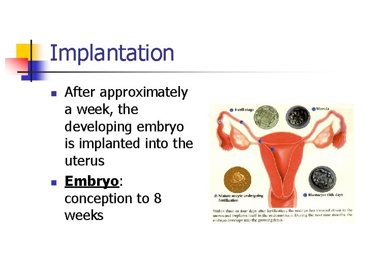 Implantation n n After approximately a week, the developing embryo is implanted into the