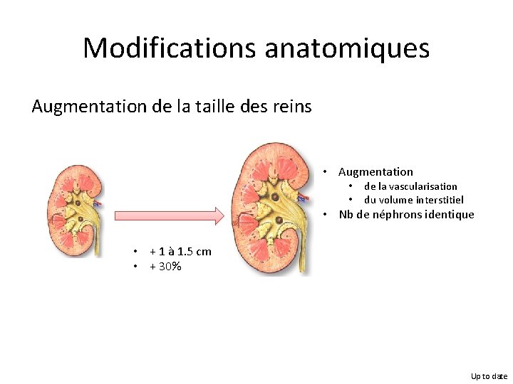 Modifications anatomiques Augmentation de la taille des reins • Augmentation • • de la