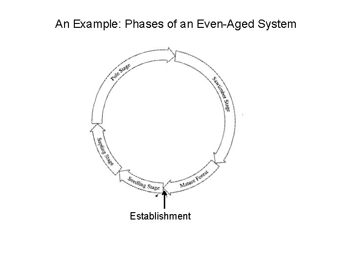 An Example: Phases of an Even-Aged System Establishment 