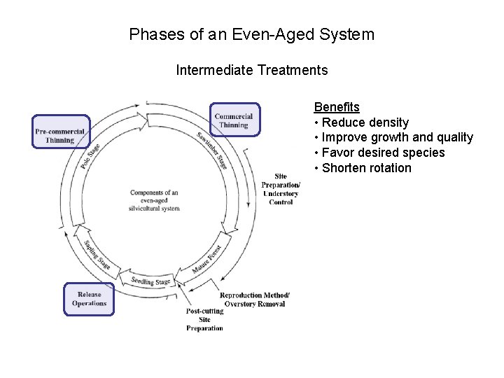 Phases of an Even-Aged System Intermediate Treatments Benefits • Reduce density • Improve growth