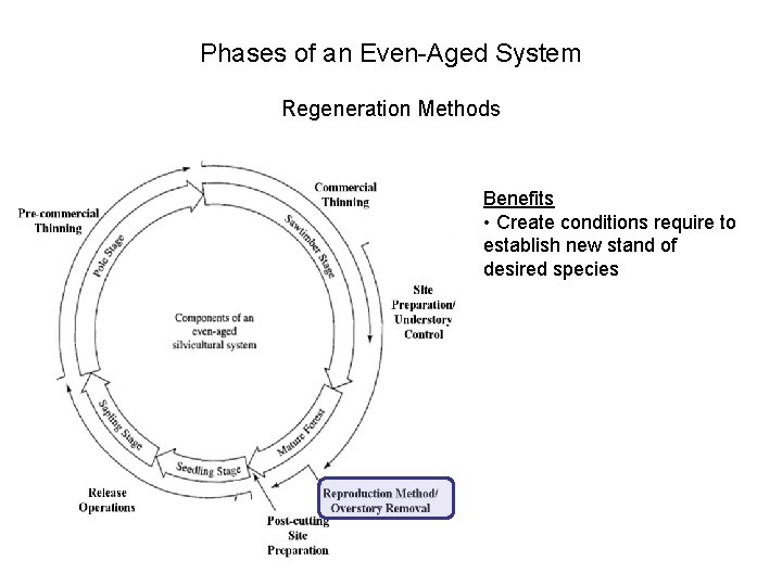 Phases of an Even-Aged System Regeneration Methods Benefits • Create conditions require to establish