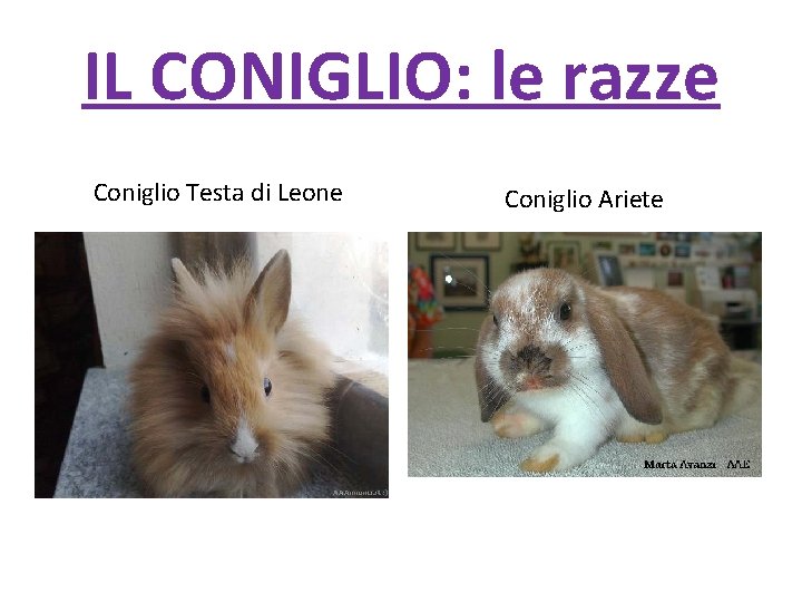 IL CONIGLIO: le razze Coniglio Testa di Leone Coniglio Ariete 