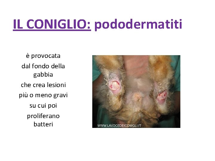 IL CONIGLIO: pododermatiti è provocata dal fondo della gabbia che crea lesioni più o