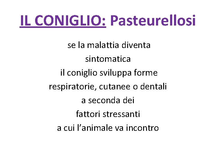 IL CONIGLIO: Pasteurellosi se la malattia diventa sintomatica il coniglio sviluppa forme respiratorie, cutanee