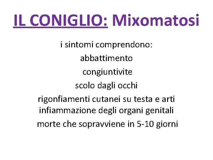IL CONIGLIO: Mixomatosi i sintomi comprendono: abbattimento congiuntivite scolo dagli occhi rigonfiamenti cutanei su